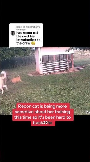 Recon cat working classified missions with the new pup👀🐈‍⬛