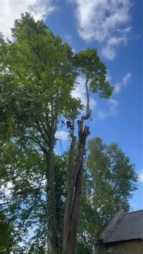 25m lime tree removal