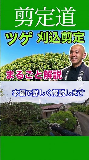 《Old Tree or Young Tree?》Prune According to Tree Vigor!! Full Boxwood Pruning Guide in the Video ...