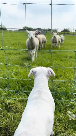 Staffy Puppy Meets Lambs for the First Time 🐑🐶🐾 Walter & the Wooligans 🐑🐻‍❄️