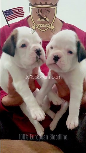 100% European White Boxer Puppies 🇺🇸 at JCS Boxers Rocking January 2026 at 4 Weeks Old Today! 🎉