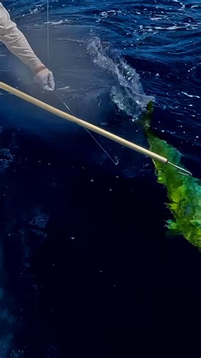 Dorado , Mahi-Mahi, Dolphin Fish // Whatever you call this pelagic species, they are usually an anglers favorite. Strong fighters that put on an aerial show and one of the best to take home for dinner. Mahi are very difficult to get in the boat, it’s important you are patient with the gaff and wait for the shot. The Captains and the mates out on the Mothership are dialed with all the different species but especially when a big dorado is on the line 🔥 If Dorado are a fish you would like to targe