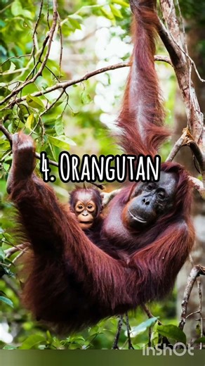 Top 7 Most Intelligent Animals in the World 🧠🐾