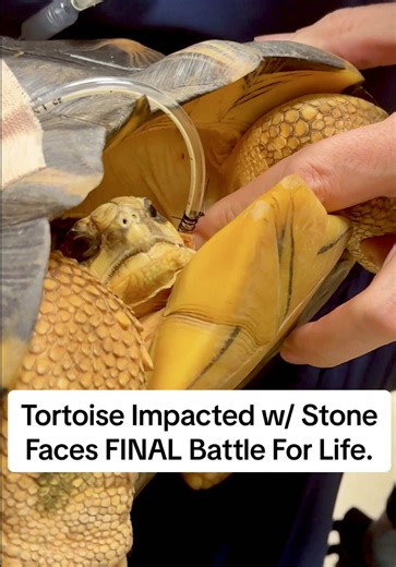 Tortoise Impacted with Stone Faces Final Battle For Life 🏥 #animalrescue #gardenstatetortoise #tortoise #turtle