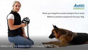 4.1K views · 15 reactions | Have you got a new dog who is slightly nervous in social situations? There are lots of good reasons for dogs to wear muzzles. With the Baskerville muzzle, you are able to train your dog but not at the expense of its welfare or happiness. Here's how to fit it. To watch other useful videos: https://bit.ly/2IdmfwT #NationalBitePreventionWeek | Company of Animals | Facebook