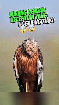 This Bird's Speed Is Insane!? #shorts #bird #education
