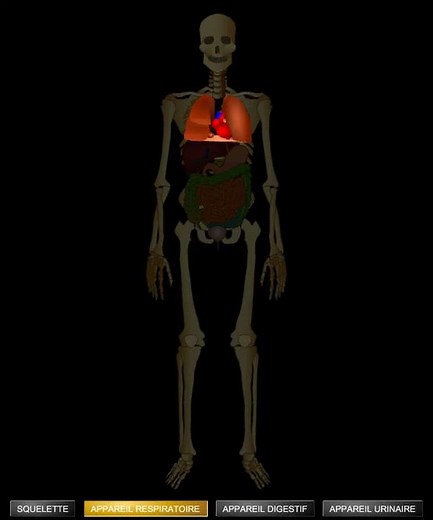 Corps humain, squelette et organes