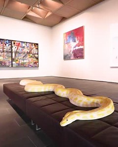 13K views · 518 reactions | Everyone’s a critic… but not everyone’s a Critter Critic! A few of our Animal Ambassadors took a special field trip to discover art in the McNay Art Museum galleries | San Antonio Zoo | Facebook