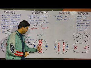 Mitosis | Stages of mitosis | Cell cycle | By najeeb kakar