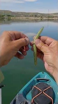 Kayak Bass Fishing Wacky Rig Senko #bassfishing #largemouthbass #fishing