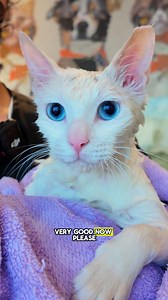 Jasmine is a rescue cat Very First wash!!! 🤍🤍🤍 Jasmine, s female DSH rescue was brought in by a rescuer to be groomed. She did pretty well for a first time, and she will sure have her forever home. Full video ➡️ https://youtu.be/hDgP0Os5K4E | The Calm Cat Whisperer