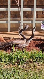 To start off day 2 of Snake Week we have a good old Carpet Python combat video! 🐍 🥊 It is almost the time of year where we will be seeing this happen again! When breeding season commences late August, snakes will begin to fight over a girl! A customer sent this video to us a while ago and we couldn't thank them enough! Are you keen for a Python filled day?! . . . . #australia #qld #snake #snakeweek #coastalcarpetpython #combat #fighting #breedingseason | Sunshine Coast Snake Catchers 24/7