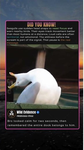 Why Seagulls Scream Mid Stare