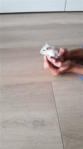 i woke up in a new Buggati #hamster #gerbils #cute #car #buggati #viral #trend #trending