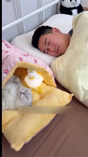 Every kitty is obsessed with this sleeping bag!