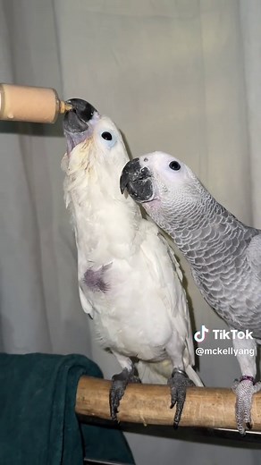 Tame Baby Cockatoo and African Grey Parrots for Adoption