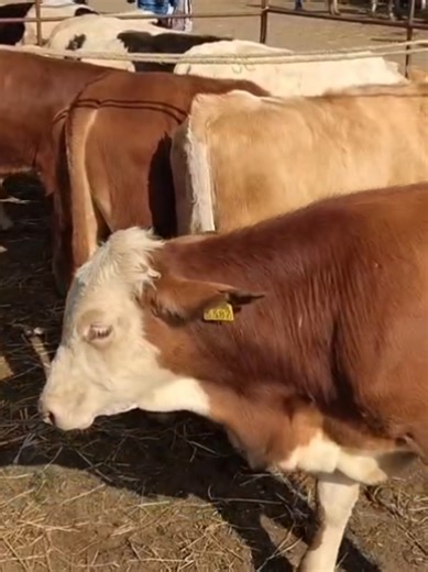 Exploring Racho Plaza: A Hub for Livestock Trading