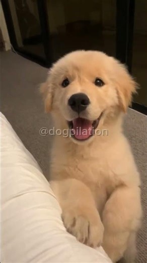 Dogpilation 10: “Dogs understand more than we think” 🐾🐶🐕 #dogs #dogshorts #funnydogs