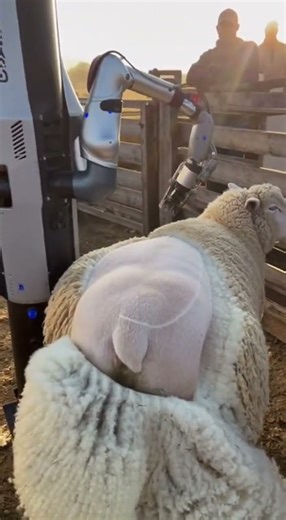 Huge AI Industrial Machine Shearing Multiple Sheep – Hyper-Realistic Simulation #sheep #ai