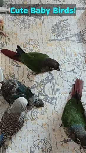 Cute Baby Birds!!🥰❤️🐣 #birds #cockatiel #conure