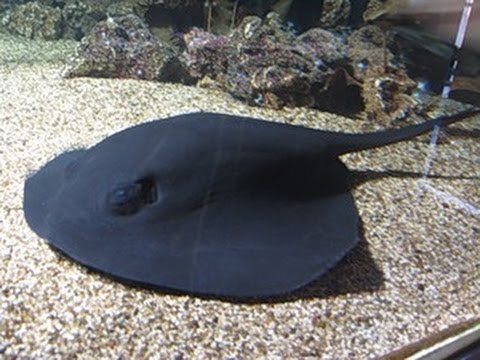 Black Batoidea - Черный Скат