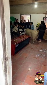 Se despertó después de cinco días de sueño, y todo el mundo salió corriendo, asustado #comedy #funny