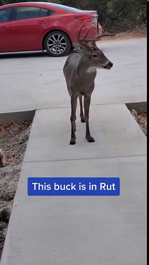 Clear Signs a Whitetail Buck Has Chronic Wasting Disease