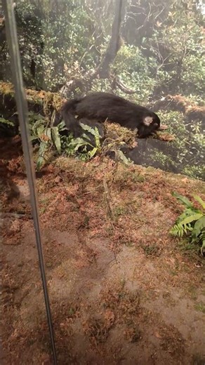 Unique Animals of the Philippines Forest Museum History