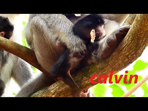 Poor Baby Monkey Calvin Request Mom Casi Holding | Sounds Monkey