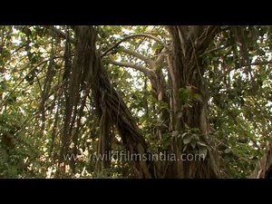 An old Banyan tree in the heart of New Delhi