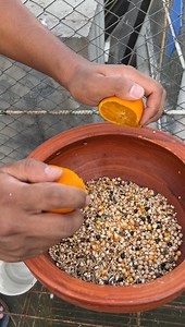 Citrus power for pigeons! #pigeonfeeding #CitrusBenefits #pigeonaviary #NaturalRemedies #PigeonMixTips | Shaishab's Racing Pigeon