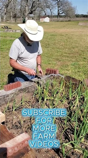 Want Bigger Onions? Try This Simple Technique