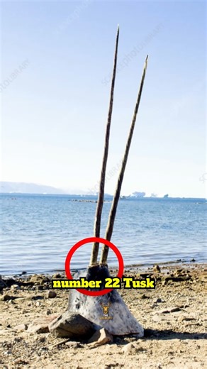 The Rarest Animals on Earth—Almost Impossible to Find! #shorts #RareAnimals #WildlifeFacts