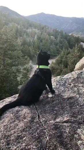 This cat really tests my nerves… 🙀 #adventurecat #adventurtime #fearlesscat | Simon the backpacking Kitty