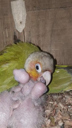 Pineapple Conure with Newborn Chicks 🐣–Cute Baby Parrots Growing Fast! Conure Sounds #shorts #chicks