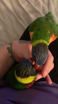 One-sided grooming session with my lorikeets