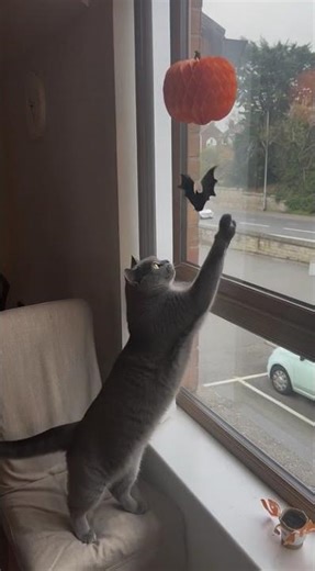 Bruno the British Shorthair Cat Tries to Catch Bats 😺🦇 | Funny Short