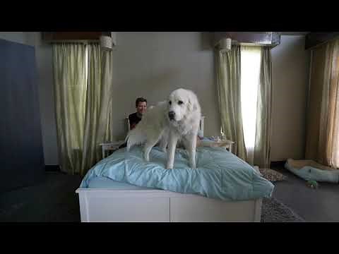 KODA TELLS ALL - Super Cooper Sunday Q&A (SCS #146)