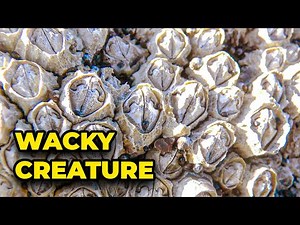 Barnacles: Prepare to Be Amazed!