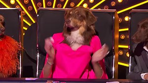 Dogs AGT = 😍😍 The Canine Stars kick off Live Shows with a BARK! | FremantleHQ