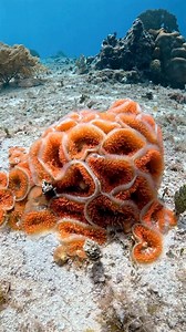 Look at this amazing collection of zoanthids!! First time I’ve ever seen these in the wild. Zoanthids are popular among aquarium enthusiasts. These zoanthids have striking bright orange polyps, often forming large, dense mats on rocks or coral reefs. They thrive in shallow, warm waters. #zoanthids #scuba #scuba #padi #gopro #underwater #underwaterlife #aoi #underwaterworld #buceo #cozumel #caribbean #marinebiology #marinecritters #beautiful #orange #gopro12 #islacozumel #corals #scubadiverslife 
