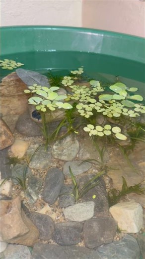 I Built a Beautiful DIY Fish Pond at Home 🐟💧 #🇮🇳 #🇳🇵