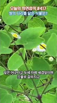 What wildflower is attractive for its delicate leaves and dreamy flowers? #Health #Knowledge #Pow...