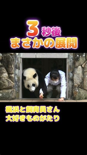 3秒後、まさかの連行🐼飼育員さんが大好きすぎる楓浜 #shorts