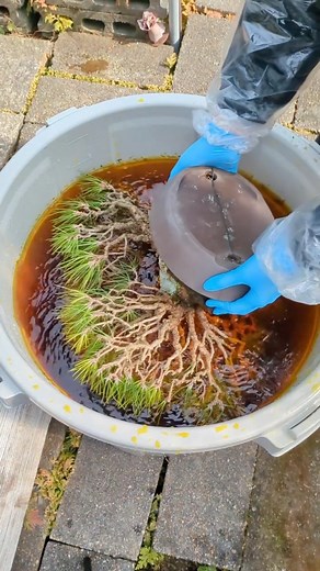 Lime sulfur baths for the bonsai trees☠️ This solution will kill overwintering insects and diseases🕷️ It usually has a distinct "rotten egg" odor to it🥚👃🏽 🌳Follow @BonsaiSociety if you learned something new today 🎥Awesome demo provided by @bonsai.s44 #BonsaiCare #BonsaiTrees #BonsaiJapan #BonsaiSociety #BonsaiLife #BonsaiWorld #JapanGram #Horticulture #Cultivation #LearnBonsai #BonsaiExpert #BonsaiMentor | Bonsai Society