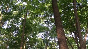 People have asked if we still see the animals we released. We often do! Pippin (goose) almost always walks up to the house to say hello when she is in the area. A few weeks ago, Reba (fawn) came back to say hello and to visit. And Squeaky comes every single day to visit with Susan. | Orphaned Wildlife Center