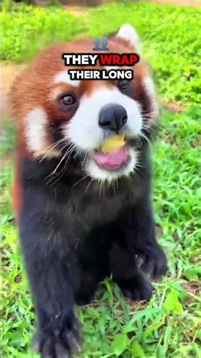 7 Amazing Red Panda Facts That Will Surprise You! 🐼🍃