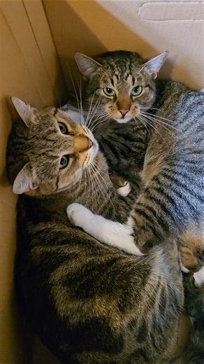 Kittens in the ring
