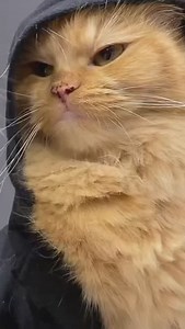 my name’s jeff 👀 #cute #cat #mainecoon #funny | tutiandyuki