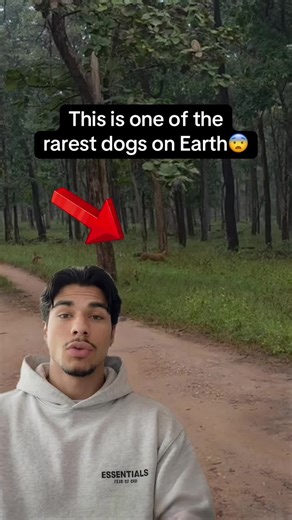 Discover the Mysterious Dhole: A Rare Predator